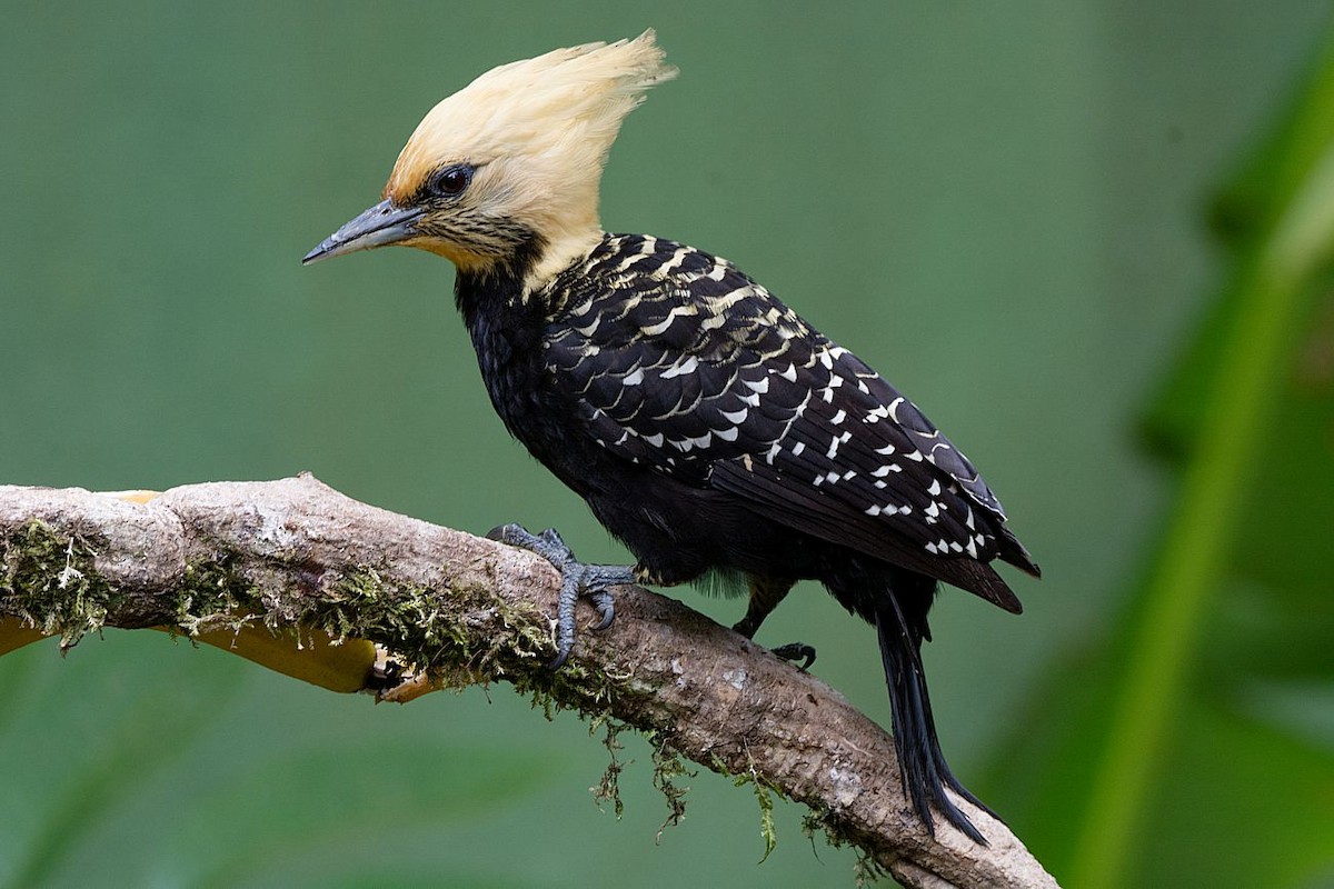 Blond-crested Woodpecker - LUCIANO BERNARDES