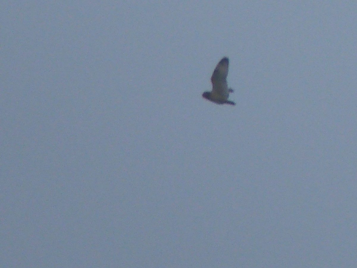 Short-eared Owl - ML183994061