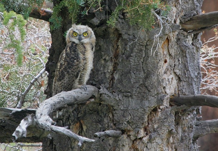 Great Horned Owl - Bill Hubick