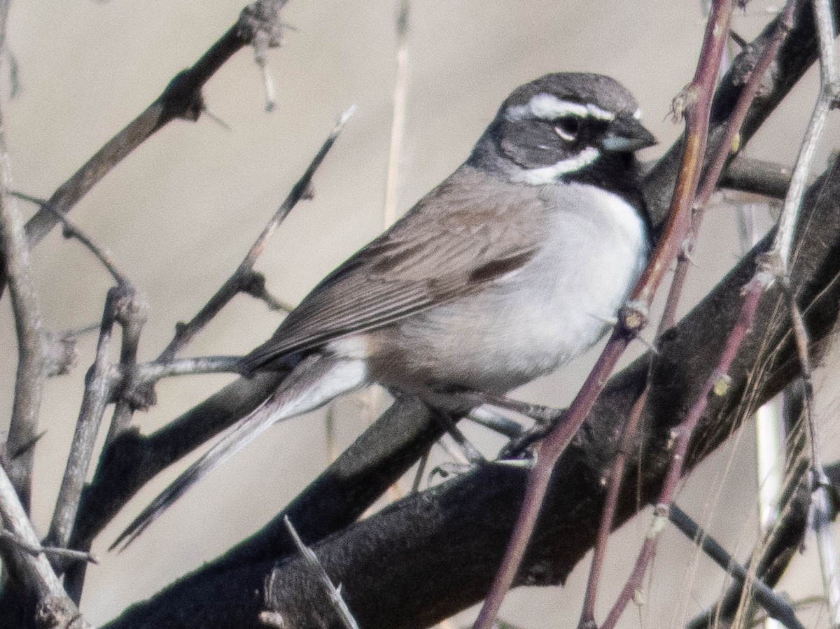 Black-throated Sparrow - Ann Larson