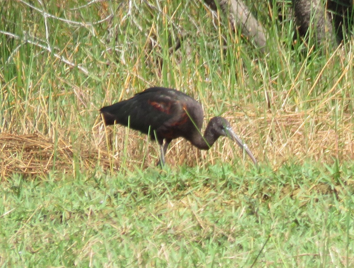 ibis hnědý - ML183999831