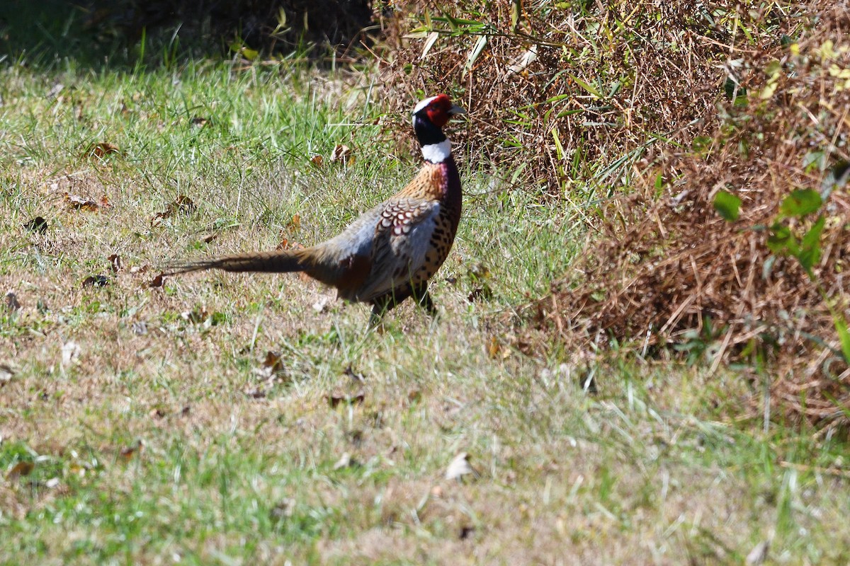 Ring-necked Pheasant - Barry Blust
