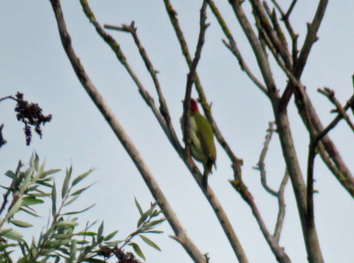 Eurasian Green Woodpecker - Joe Hanfman