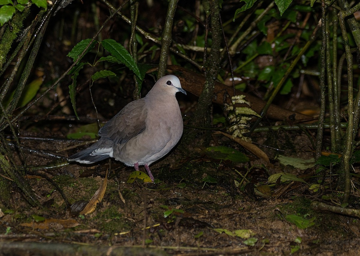 Gray-fronted Dove - ML184003141