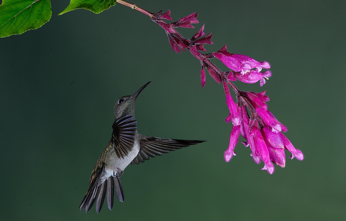 Sombre Hummingbird - ML184003471