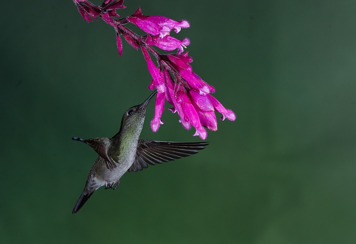 Sombre Hummingbird - LUCIANO BERNARDES