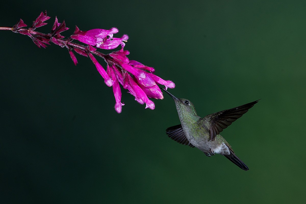 Sombre Hummingbird - ML184003491