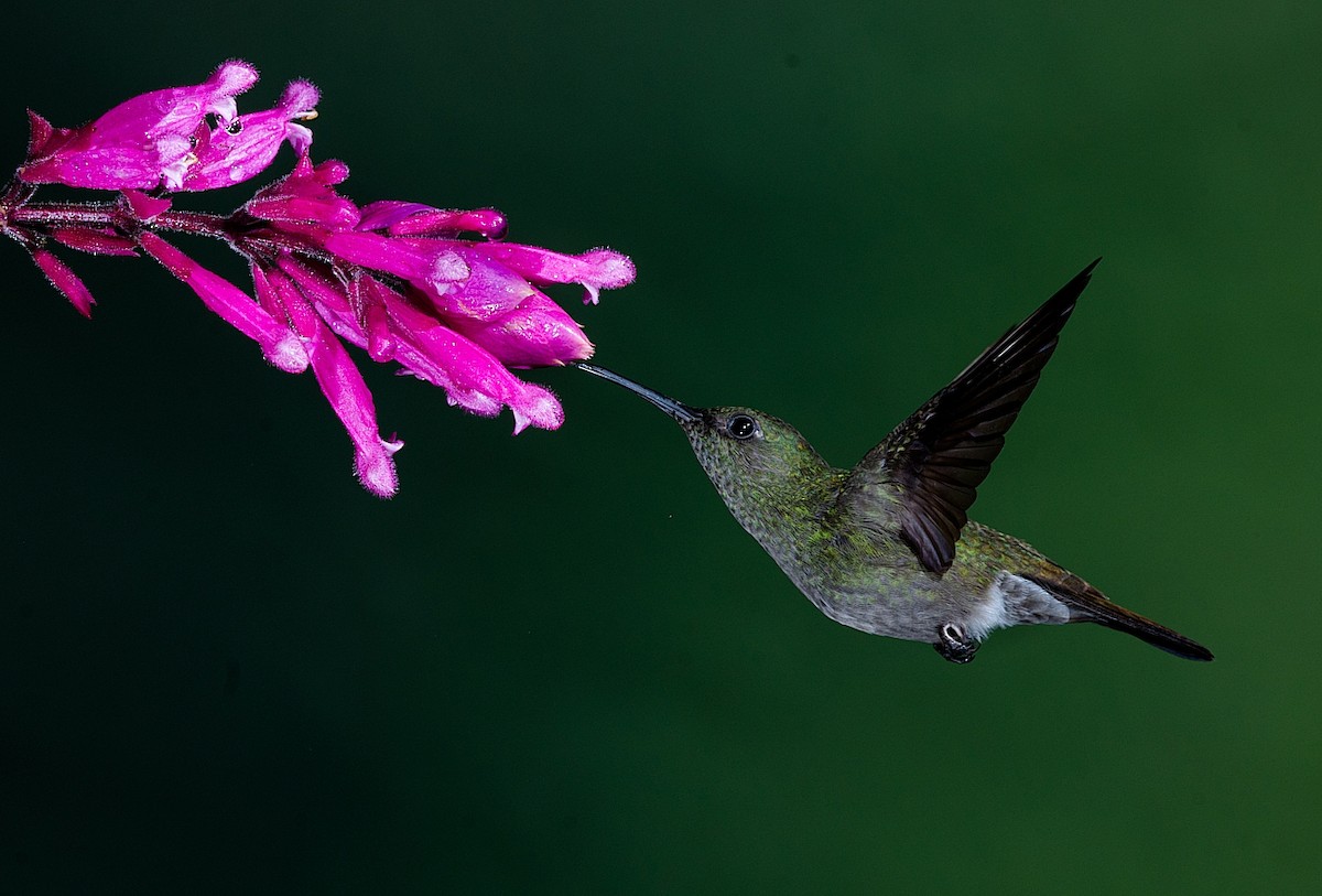 Sombre Hummingbird - ML184003521