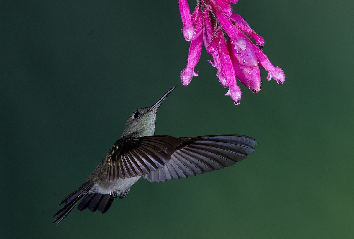 Sombre Hummingbird - ML184003531