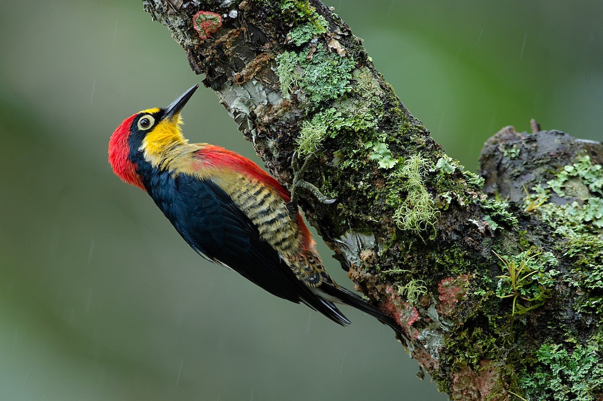 Yellow-fronted Woodpecker - ML184003601
