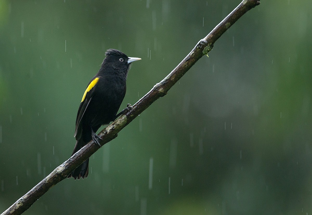 Golden-winged Cacique - LUCIANO BERNARDES