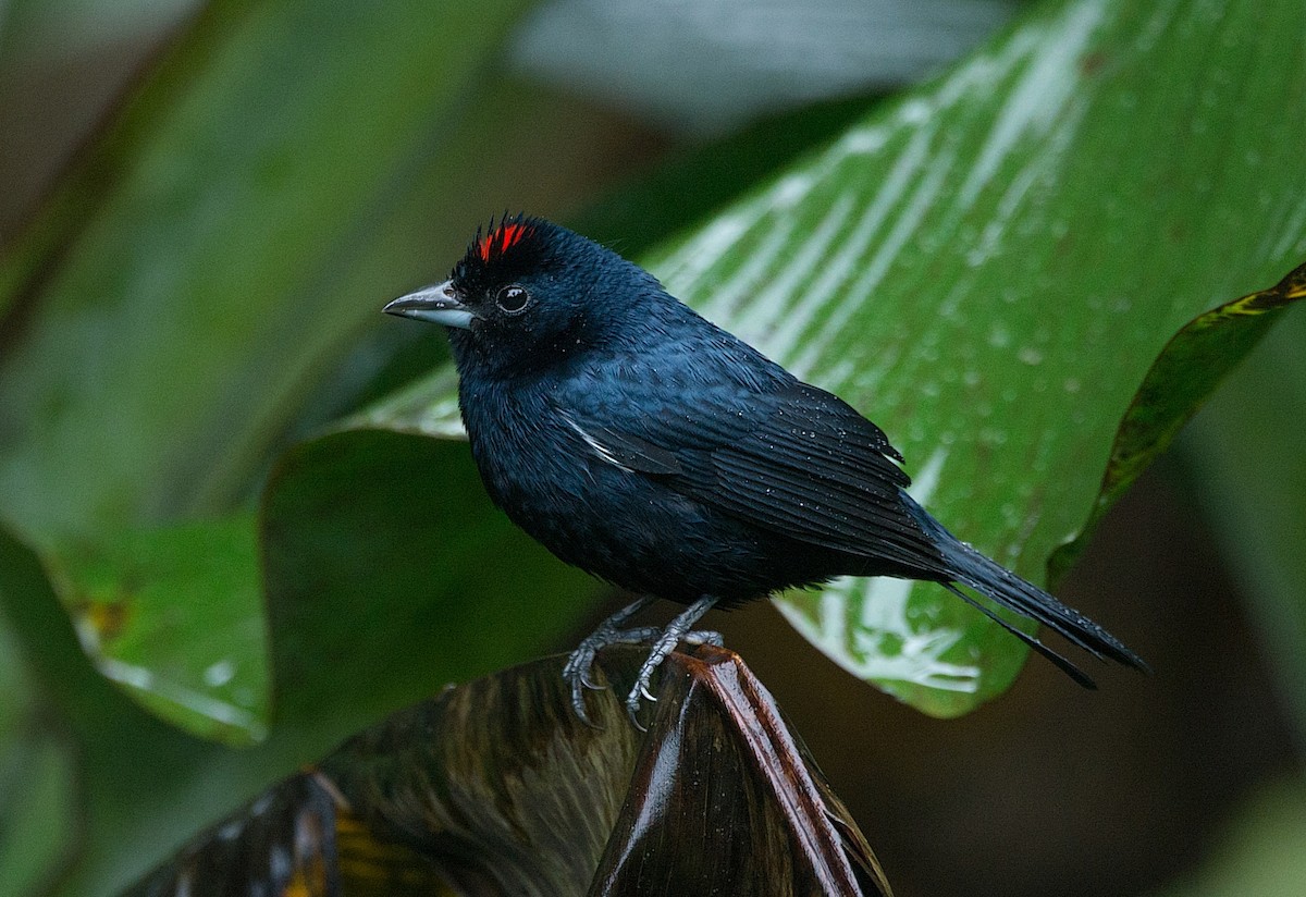 Ruby-crowned Tanager - ML184004181