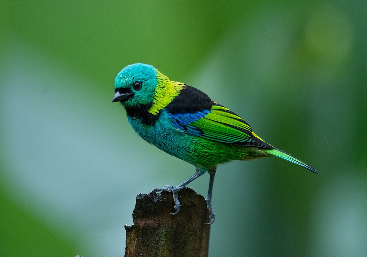 Green-headed Tanager - ML184004221