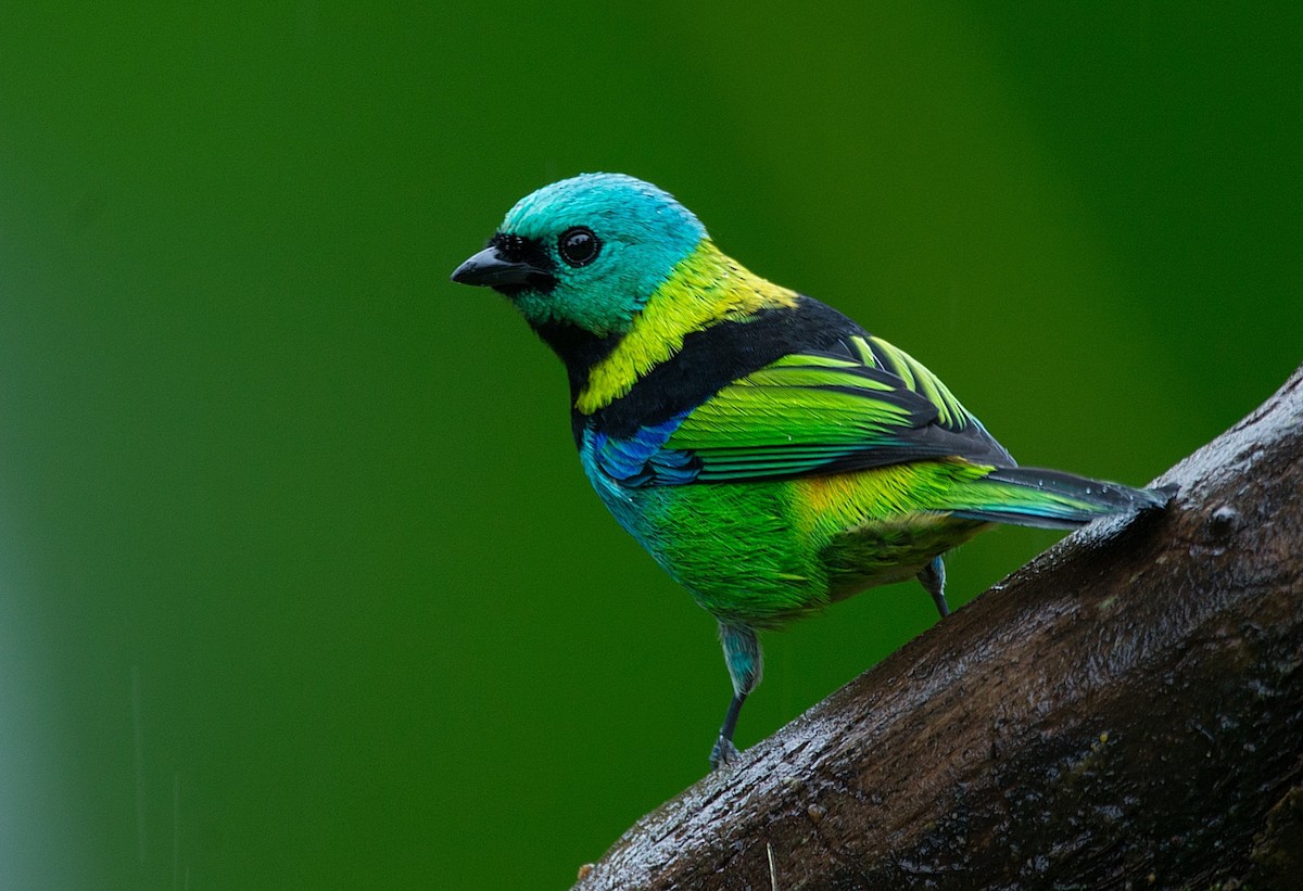 Green-headed Tanager - ML184004241