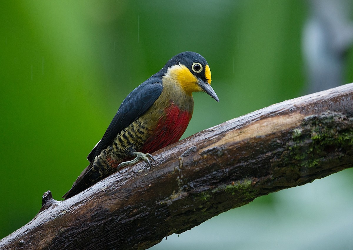 Yellow-fronted Woodpecker - ML184004321