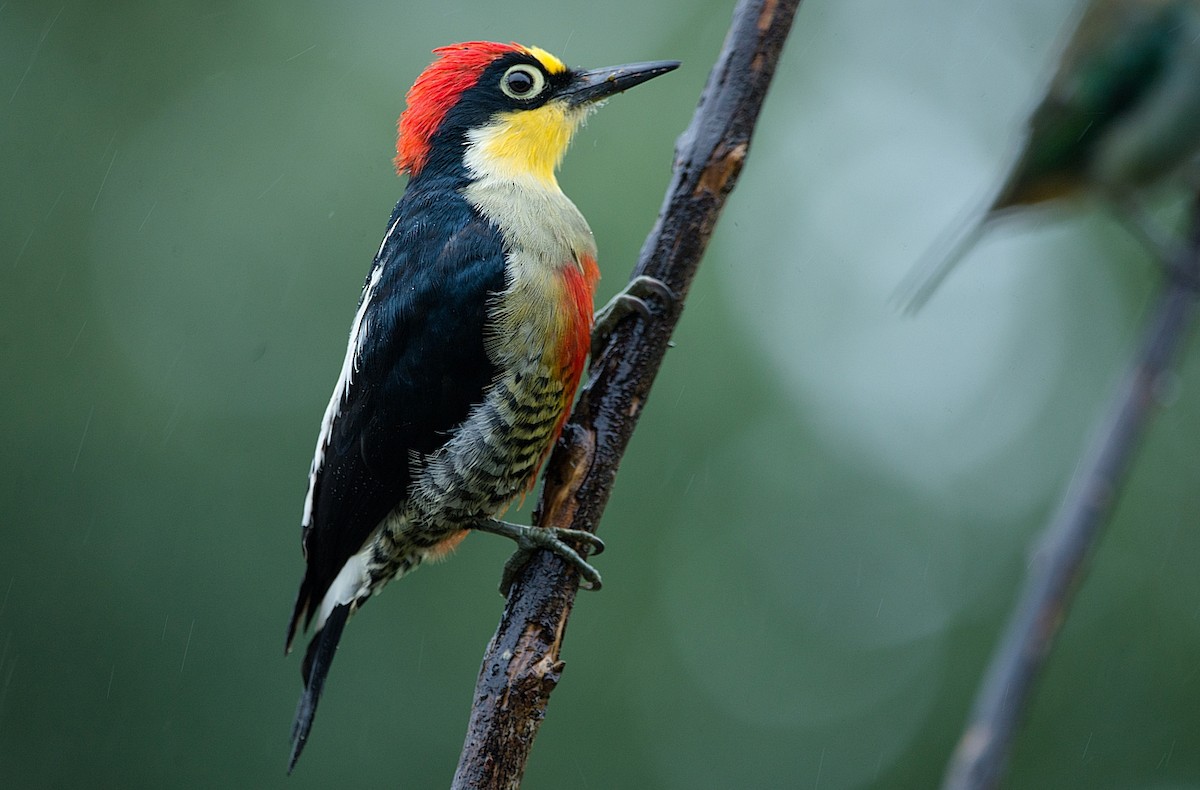 Yellow-fronted Woodpecker - ML184009781