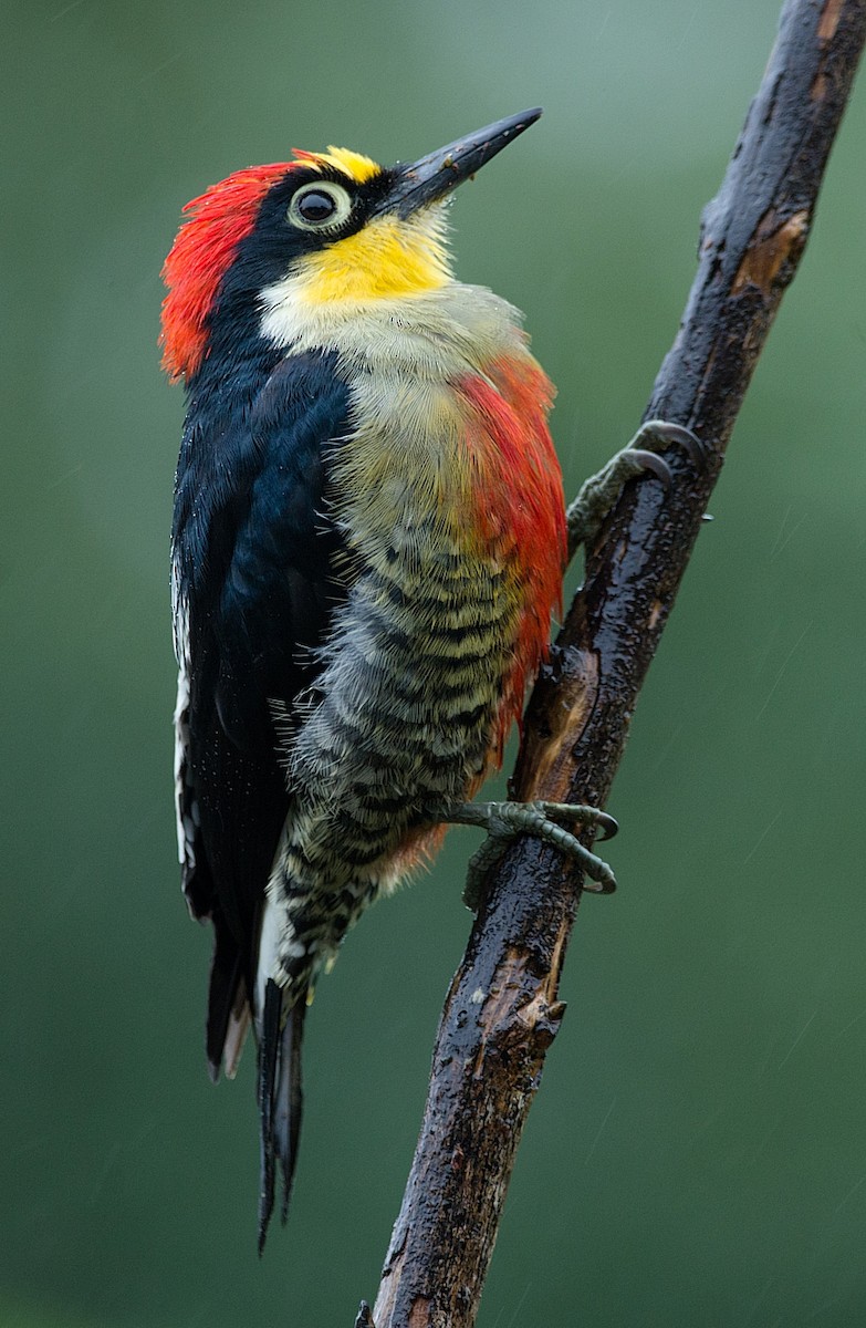Yellow-fronted Woodpecker - ML184009791