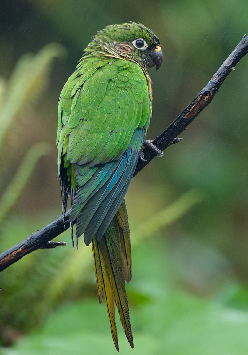 Maroon-bellied Parakeet - LUCIANO BERNARDES