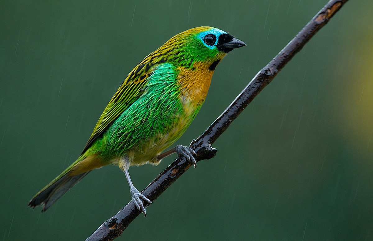 Brassy-breasted Tanager ML184010391