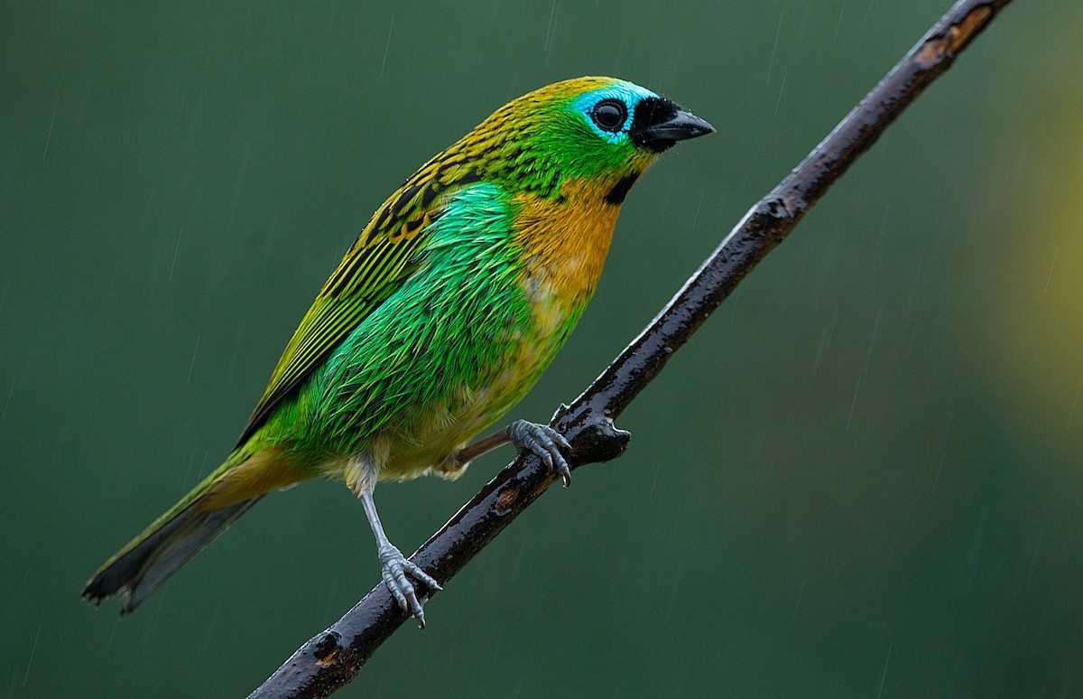 Brassy-breasted Tanager - LUCIANO BERNARDES