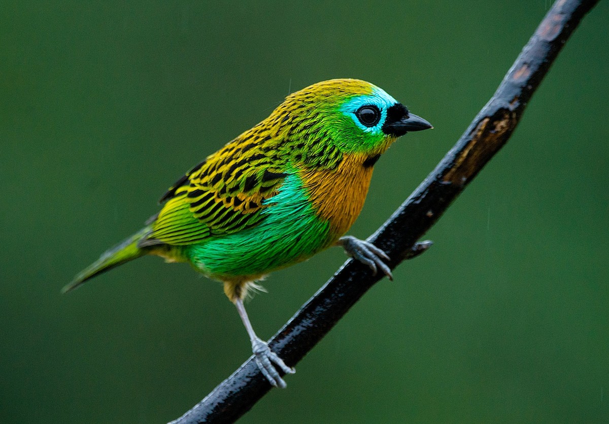 Brassy-breasted Tanager - LUCIANO BERNARDES
