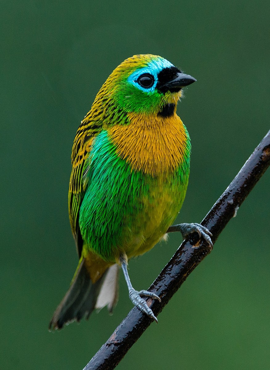 Brassy-breasted Tanager - ML184010421