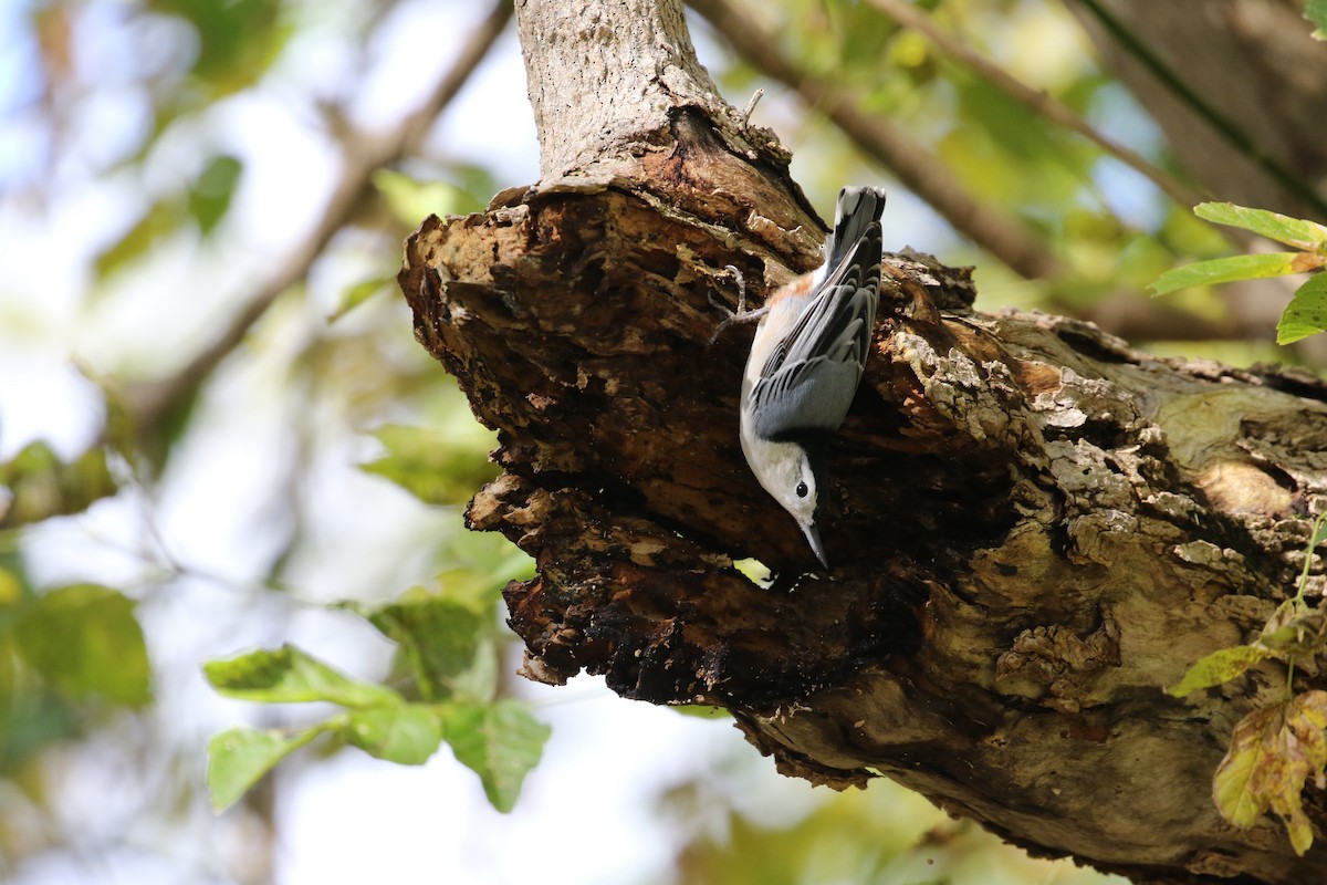 White-breasted Nuthatch - Don Burggraf