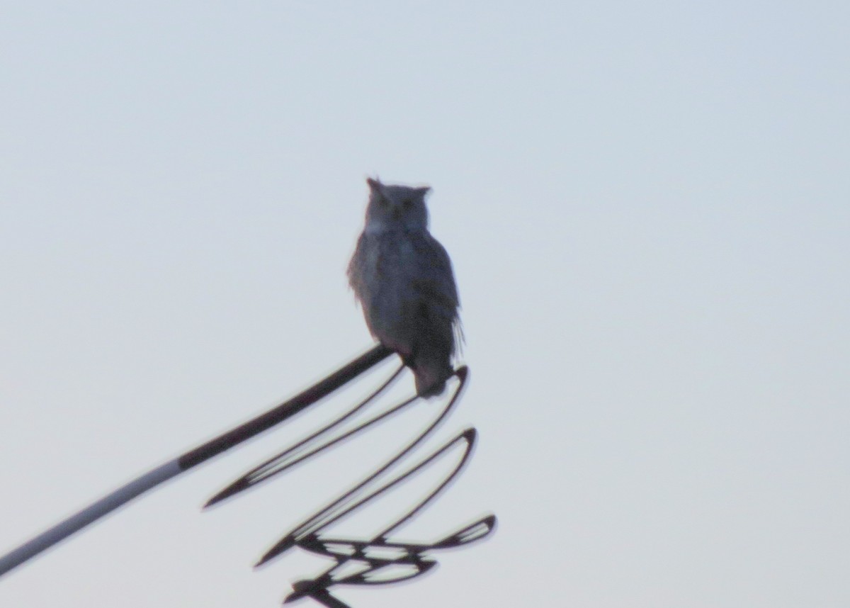 Great Horned Owl - ML184018971