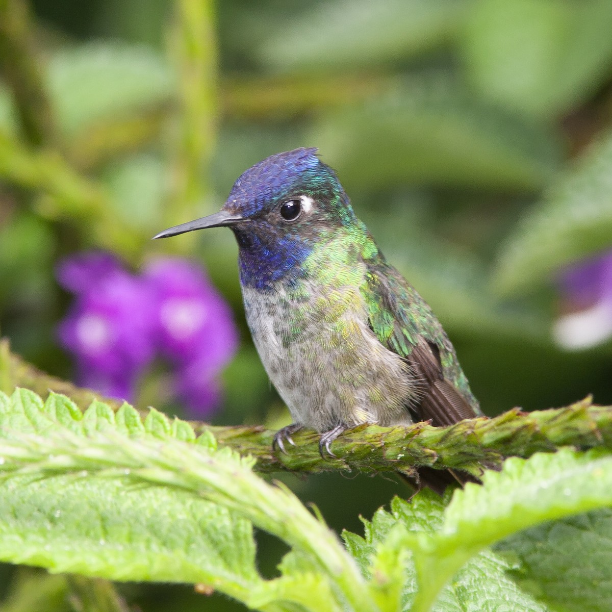 Violet-headed Hummingbird - Peter Hawrylyshyn