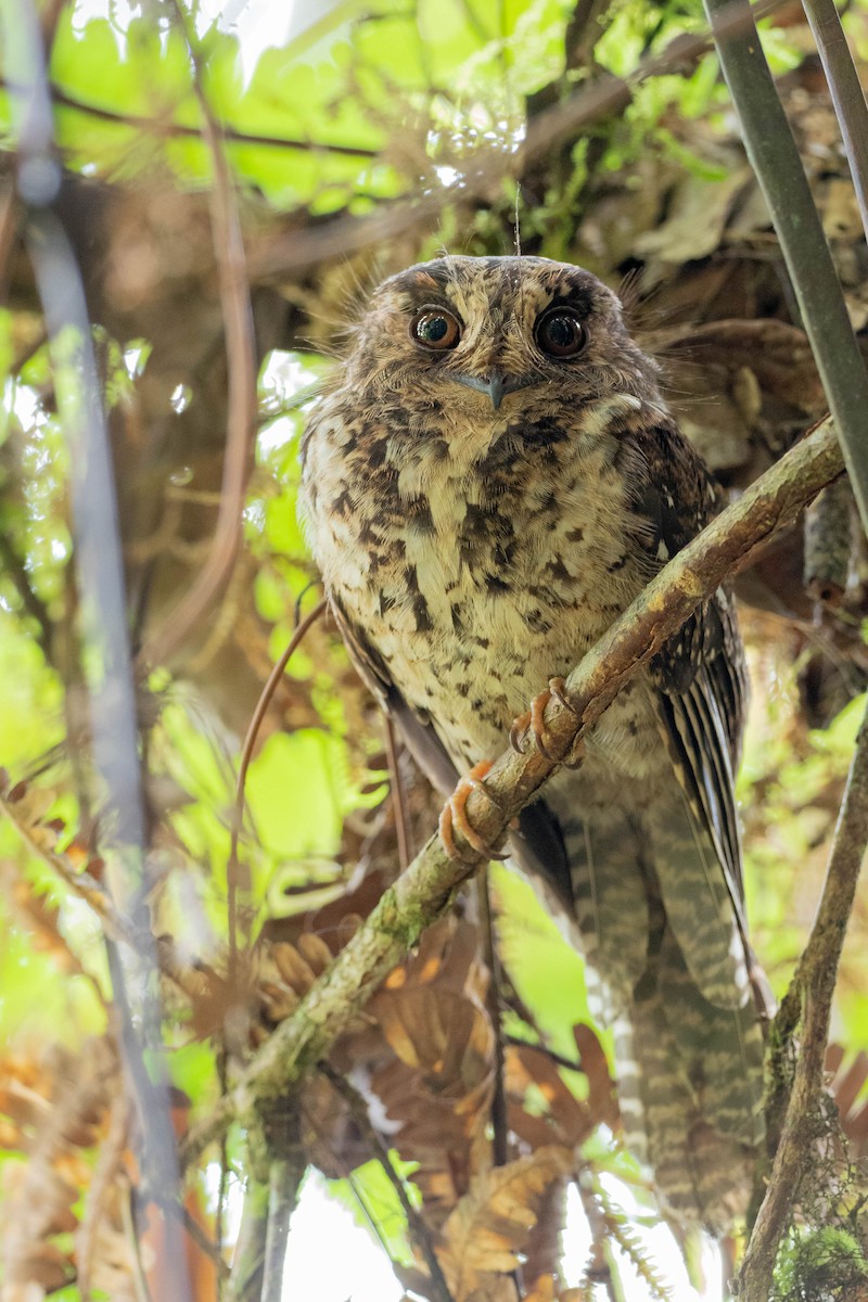Mountain Owlet-nightjar - Phil Chaon