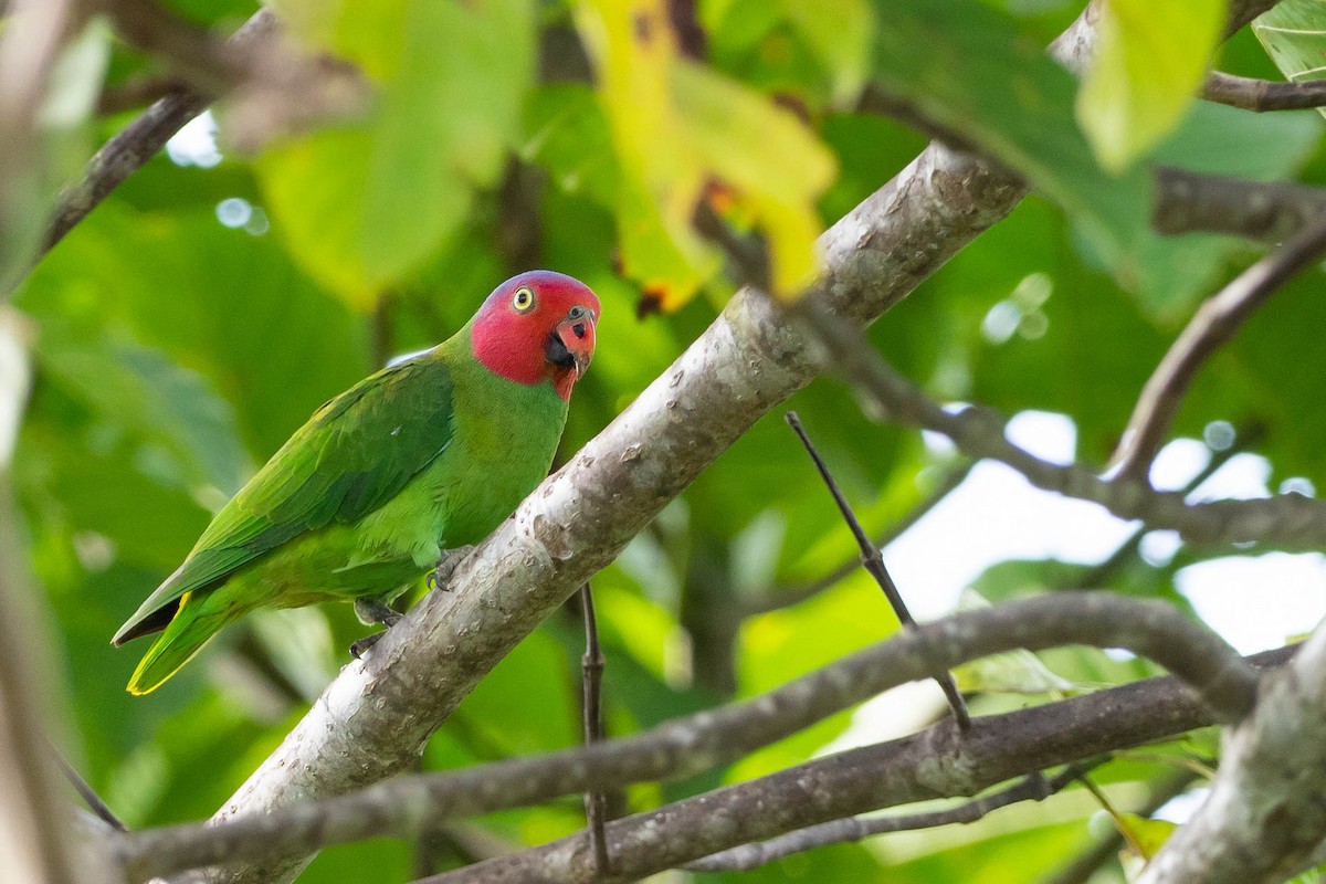 Red-cheeked Parrot - Phil Chaon