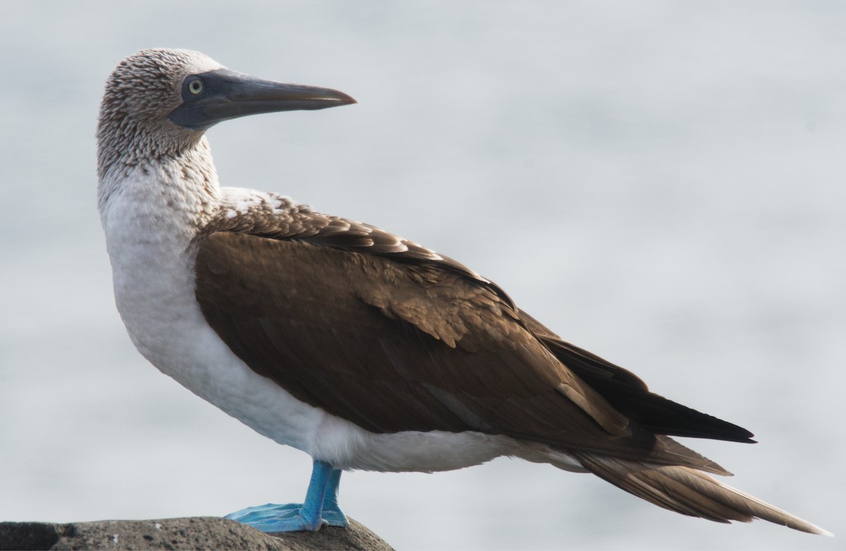 Blue-footed Booby - ML184030951