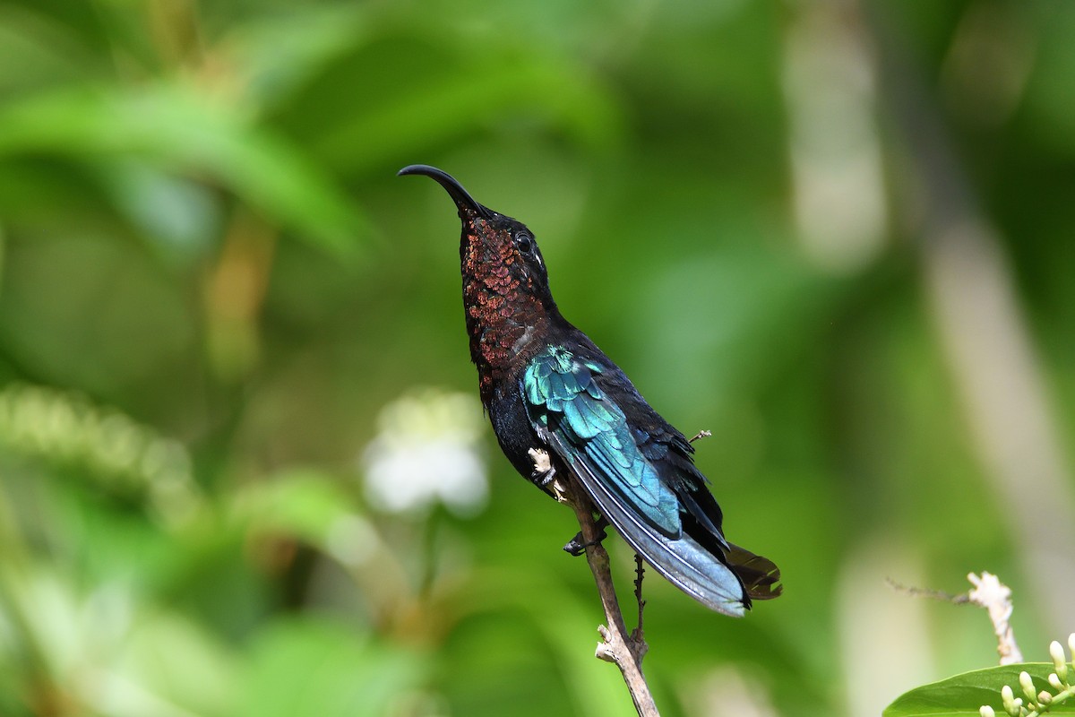 kolibřík nachovohrdlý - ML184032581