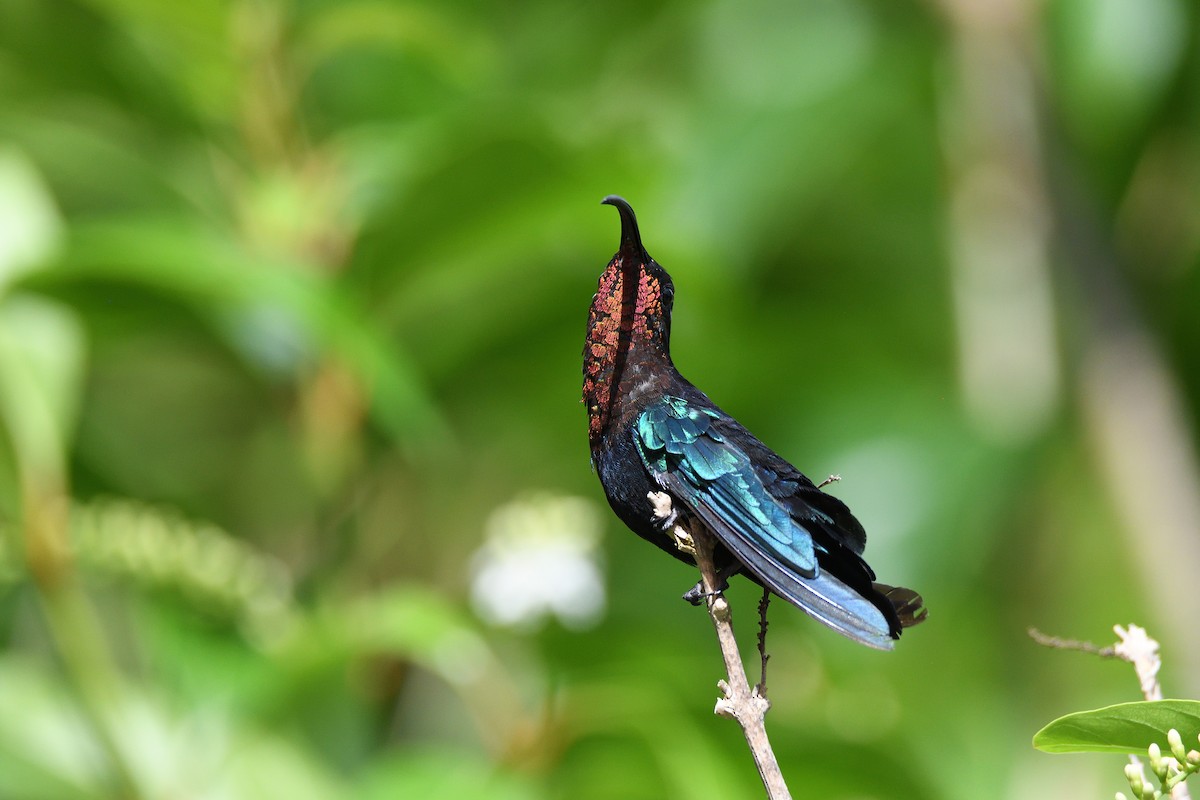 kolibřík nachovohrdlý - ML184032611