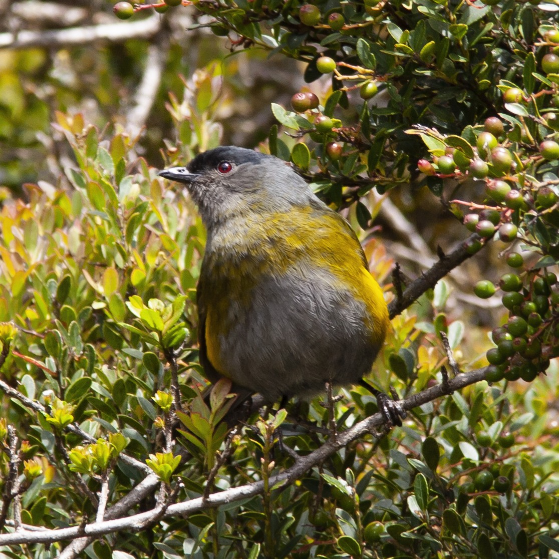Black-and-yellow Silky-flycatcher - ML184033121