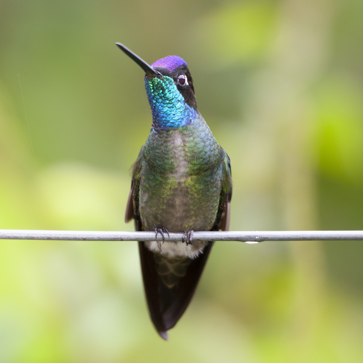 Talamanca Hummingbird - Peter Hawrylyshyn