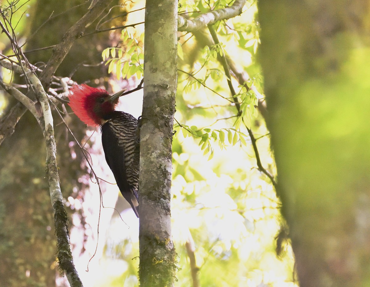 Helmeted Woodpecker - Miguel Ansenuza