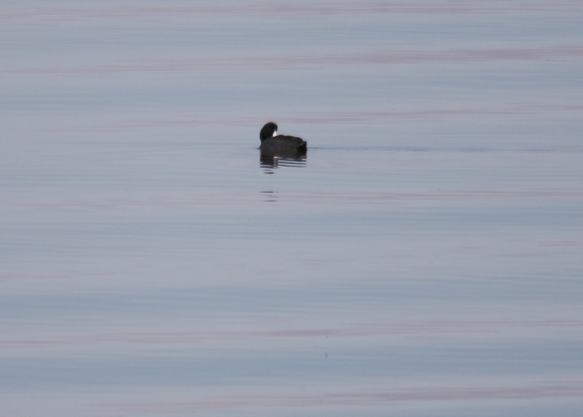 American Coot (Red-shielded) - ML184038751