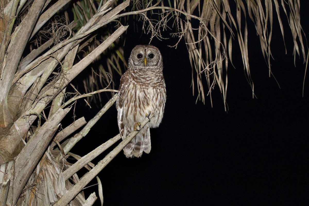 Barred Owl - ML184039881