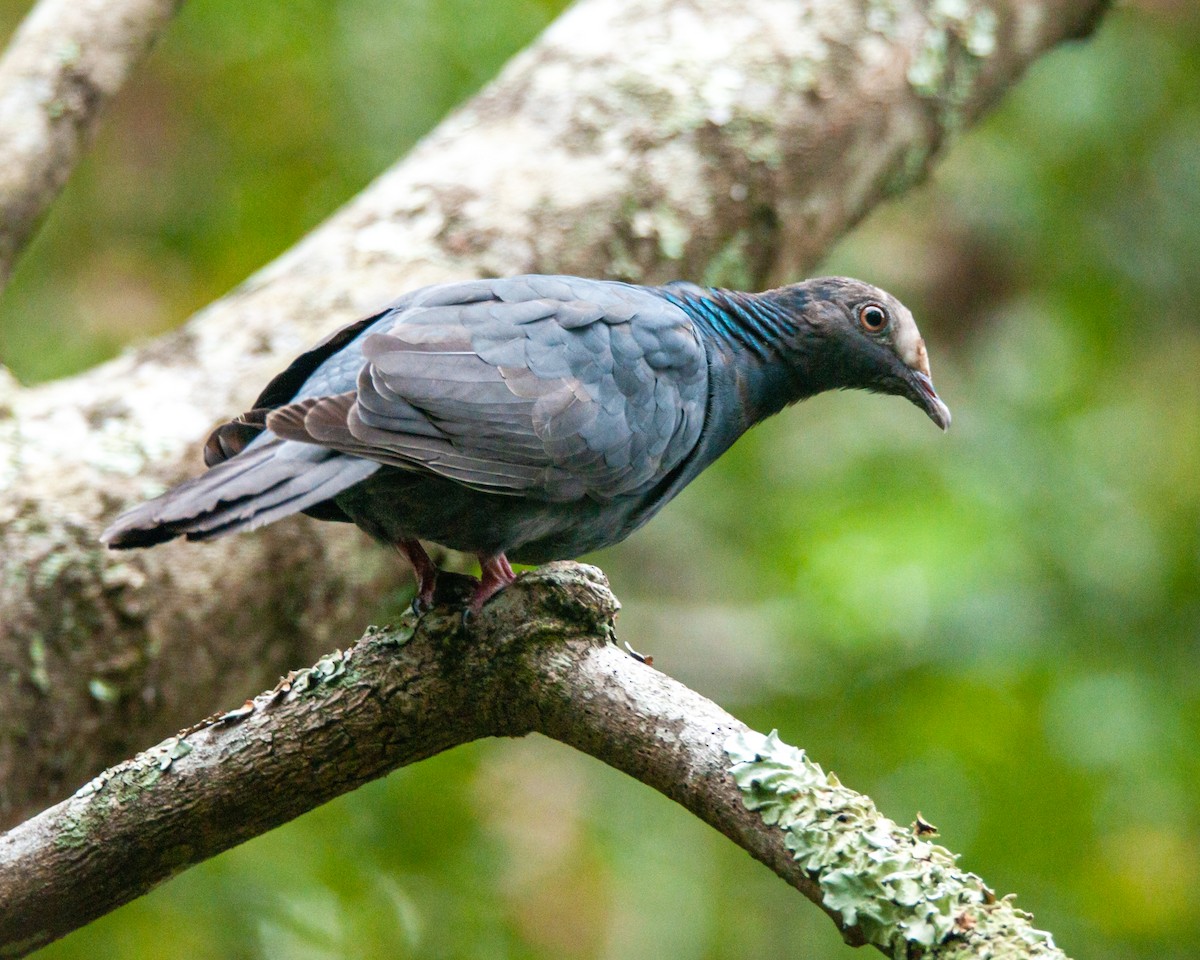White-crowned Pigeon - ML184040621