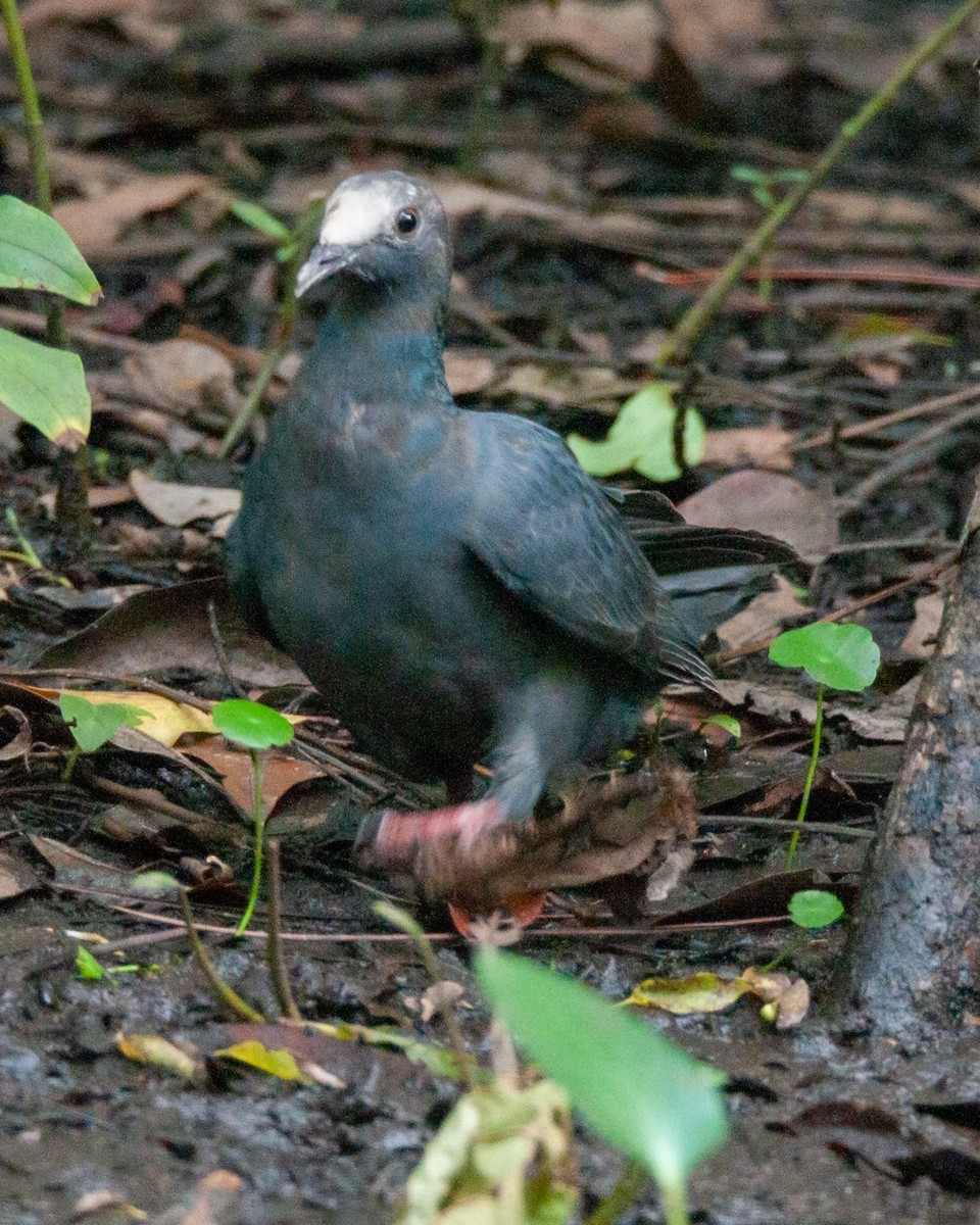 White-crowned Pigeon - ML184041581