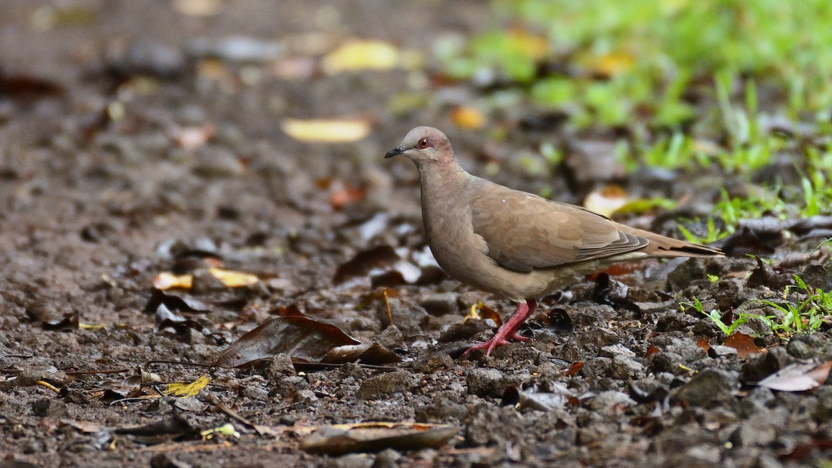 White-tipped Dove - Miguel Aguilar @birdnomad