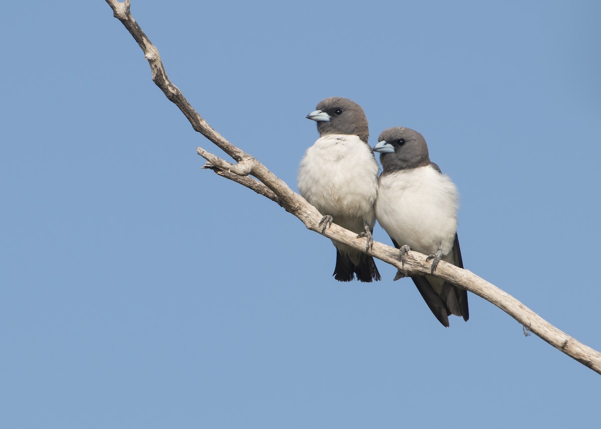 White-breasted Woodswallow - ML184044531