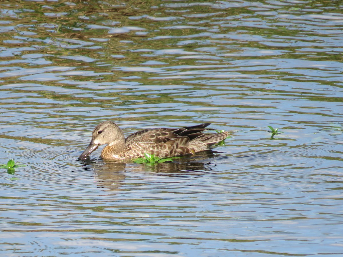 Blue-winged Teal - ML184044541