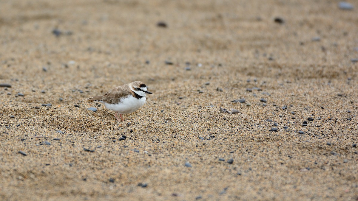 Collared Plover - ML184049741