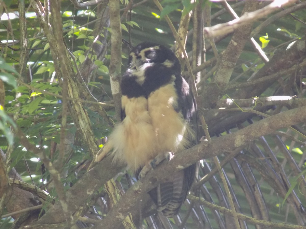 Spectacled Owl - ML184051051