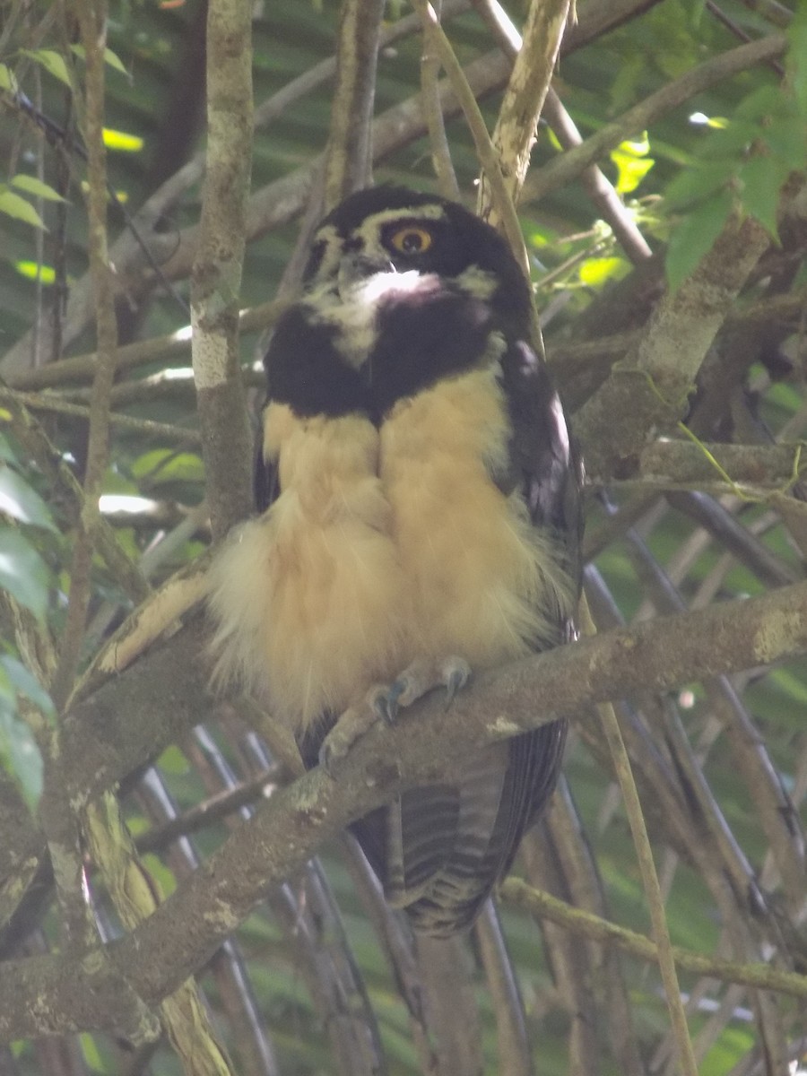 Spectacled Owl - ML184051061