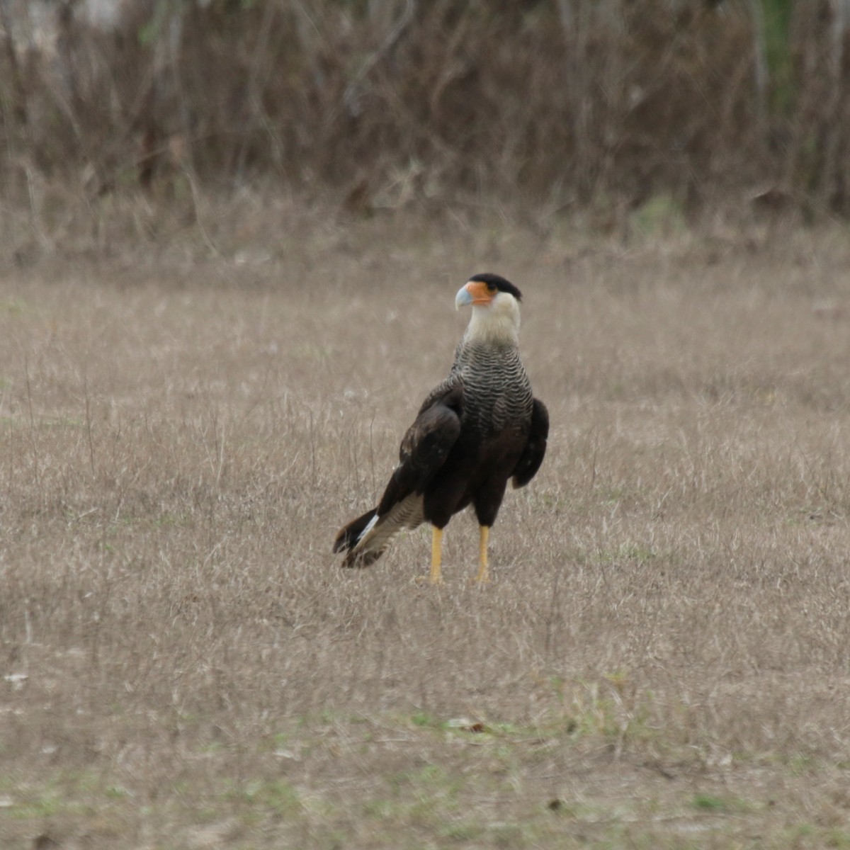 Crested Caracara (Southern) - ML184054261