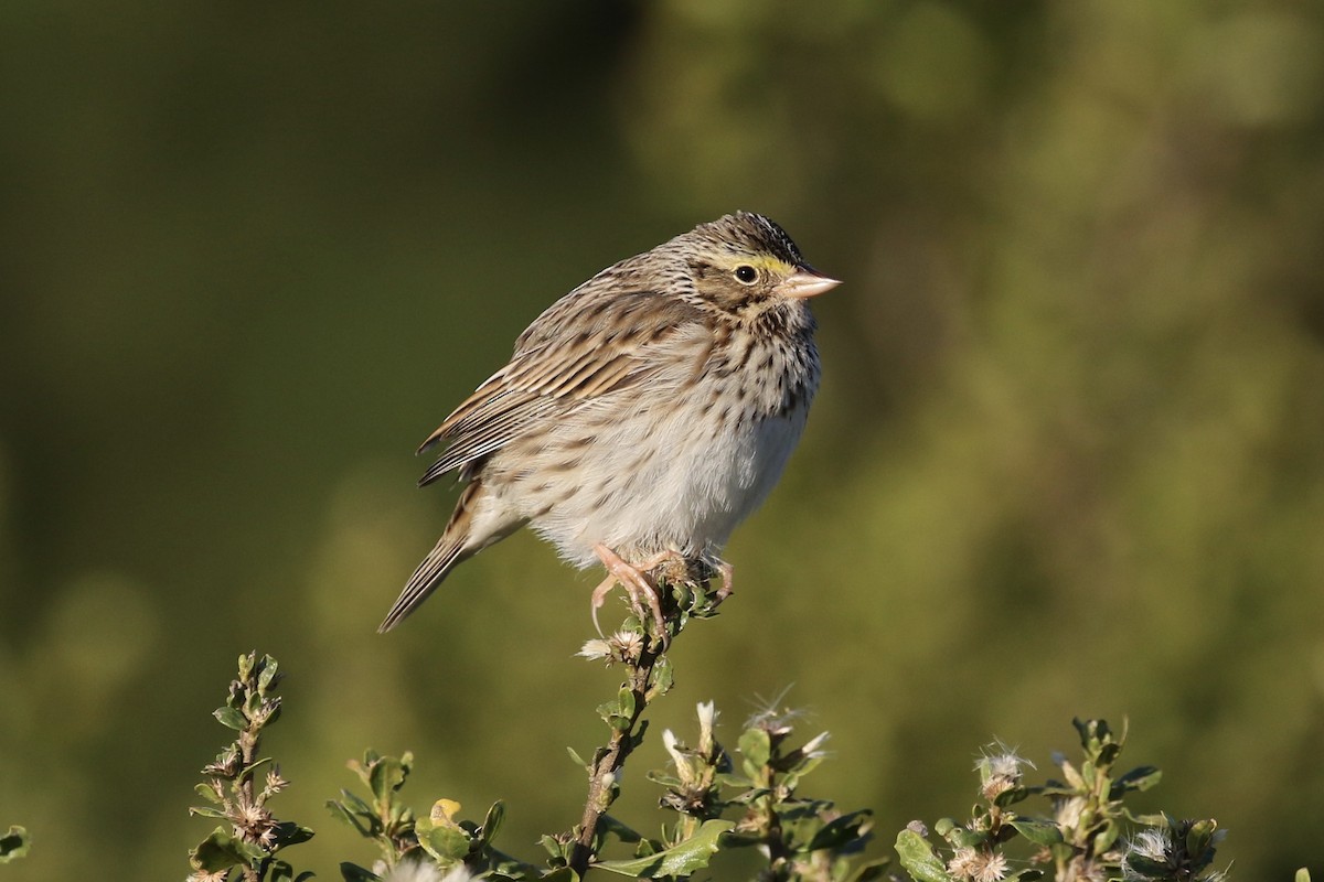 Savannah Sparrow - ML184055011