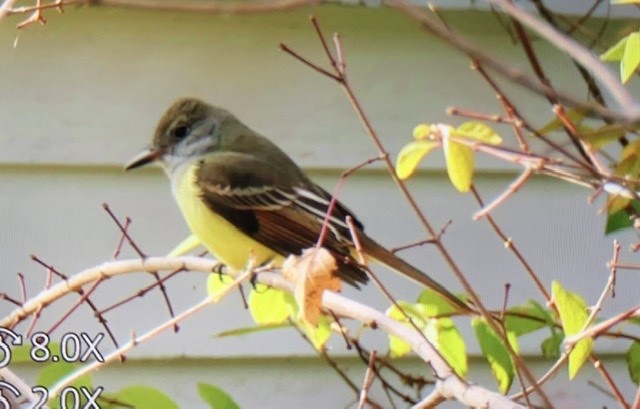 Great Crested Flycatcher - ML184060081